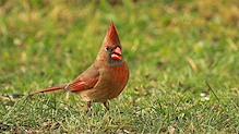Quel bonheur! La femelle cardinal est de retour.